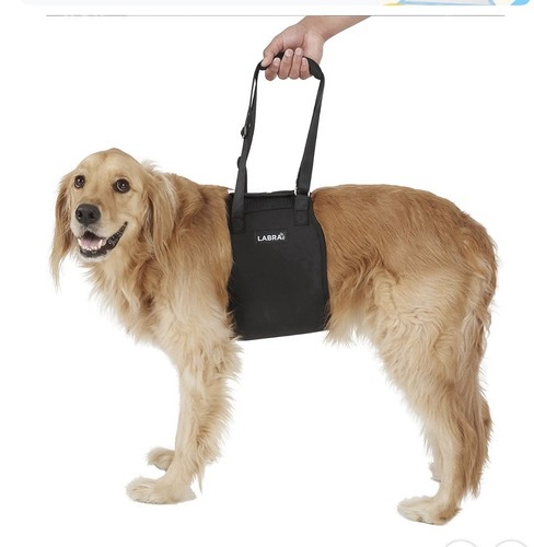 Labra veterinarian approved - labra,